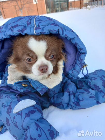 Вязка чихуахуа девочка