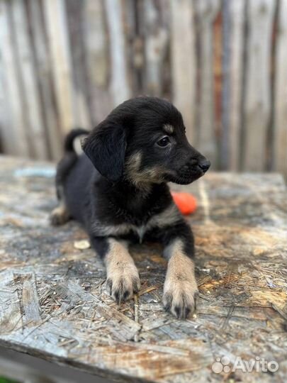 Щенки в добрые руки