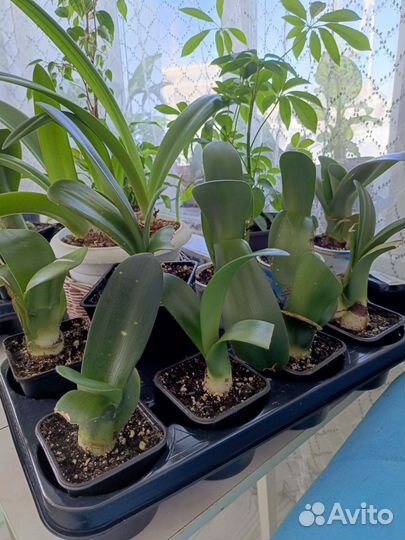 Гемантус, сингониум, алое вера и др. Цветы