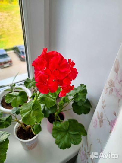 Комнатные растения цветы