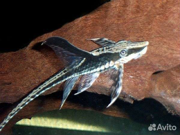 Стурисома панамская, парусник, ктенопома