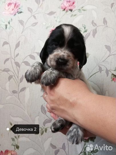 Русский спаниель