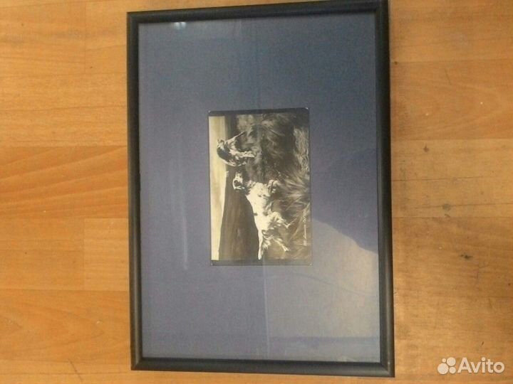 Открытка в рамке, собаки