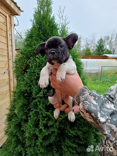 Французский бульдог щенки с документами