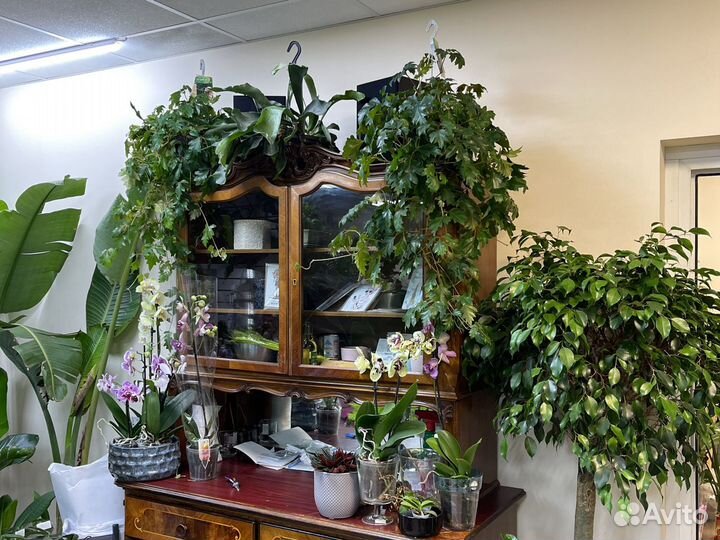 Циссус ампельный