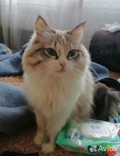 Кошка в дар
