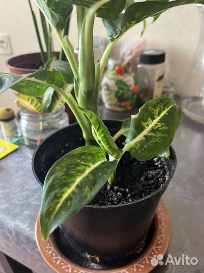 Диффенбахия, герань, хойя