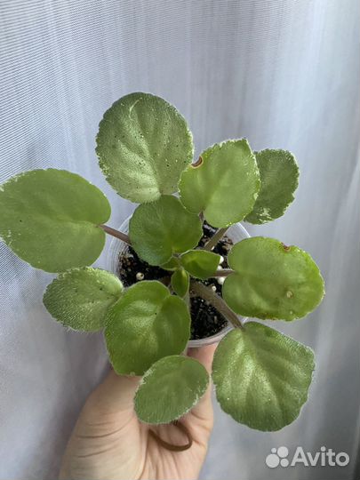 Фиалка ле-Оксана пасынок