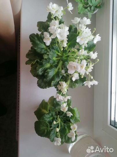 Фиалка белая молодая