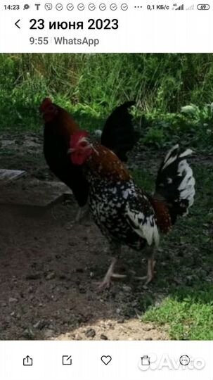 Куры петухи и цыплята