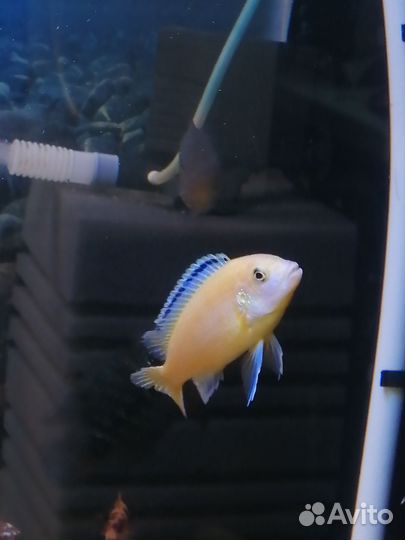 Цихлиды Еллоу Демасони Дельфин Мпанга Зебра Грунт