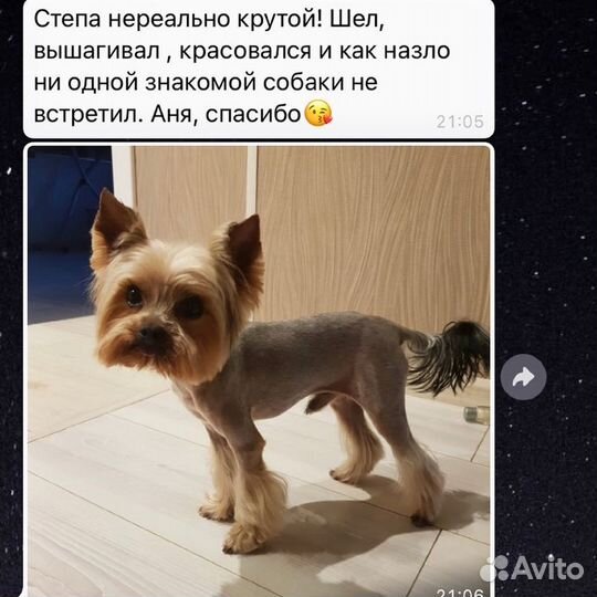 Стрижка собак. Стрижка кошек. Груминг. Грумер