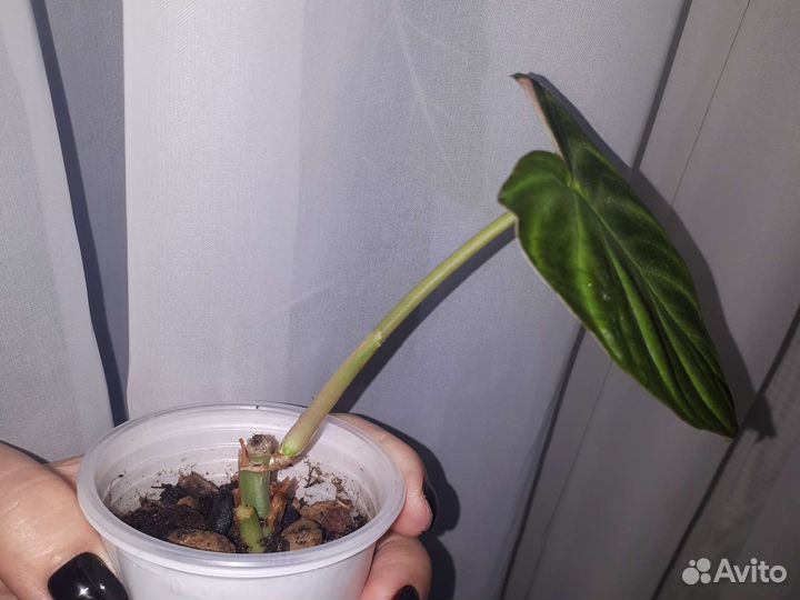 Филодендрон бородавчатый и сингониум клуб.лед