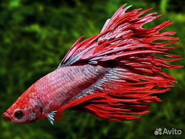 Аквариум с рыбкой, декором и кормом