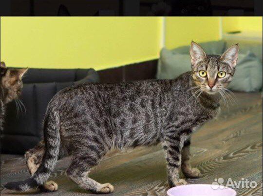 Котята, кошечки в дар