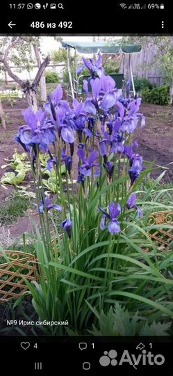 Садовые цветы-многолетники