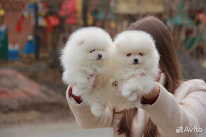 Белые шпицы. Иркутск