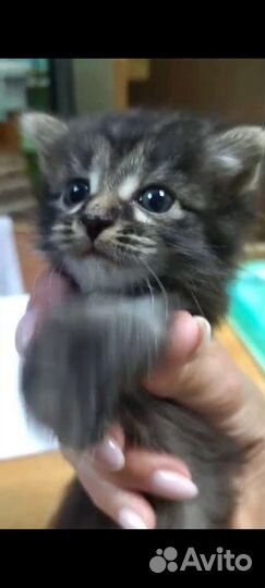 Котëнок в добрые руки