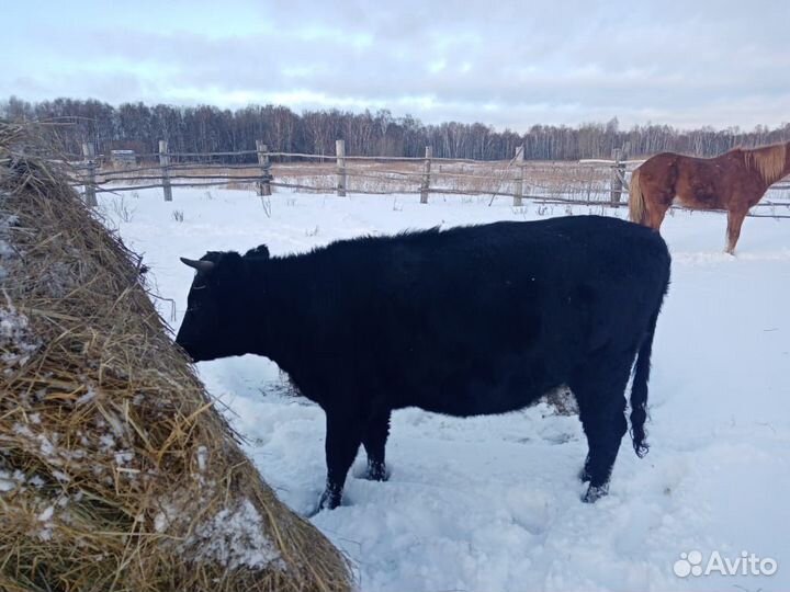 Коровы нетели