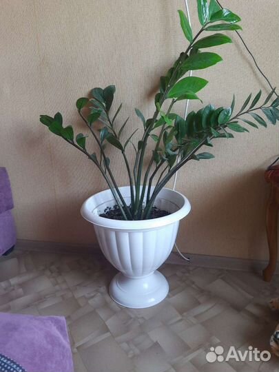 Замиокулькас - долларовое дерево