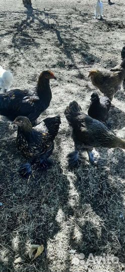 Куры и петухи брама