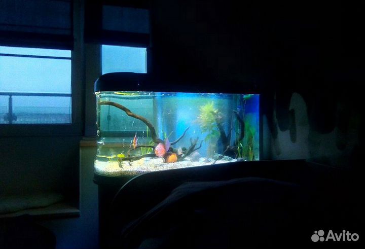 Обслуживание аквариумов