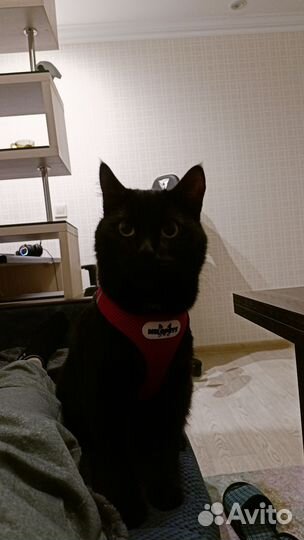 Сфотографирую для вас кота