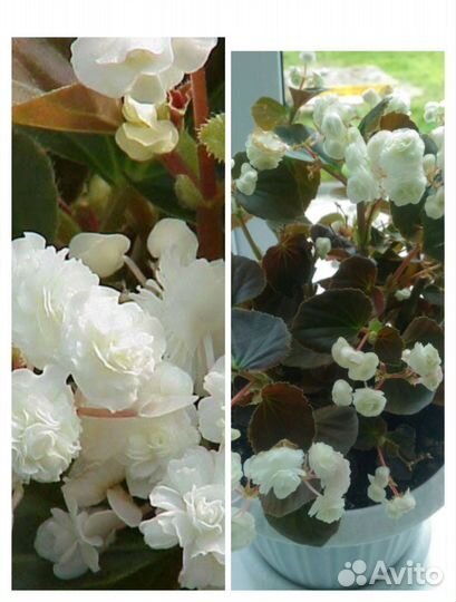 Бегония вечноцветущая махровая