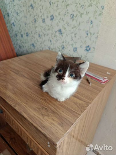 Кошки в добрые руки бесплатно