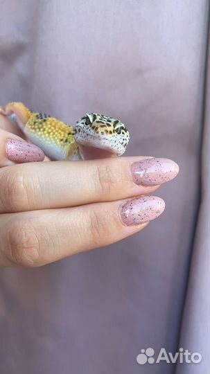 Эублефар от заводчика