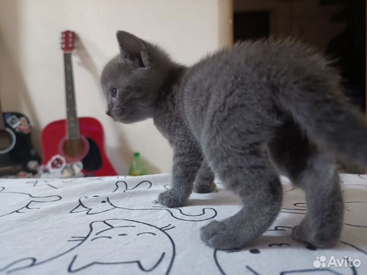 Котенок (девочка)