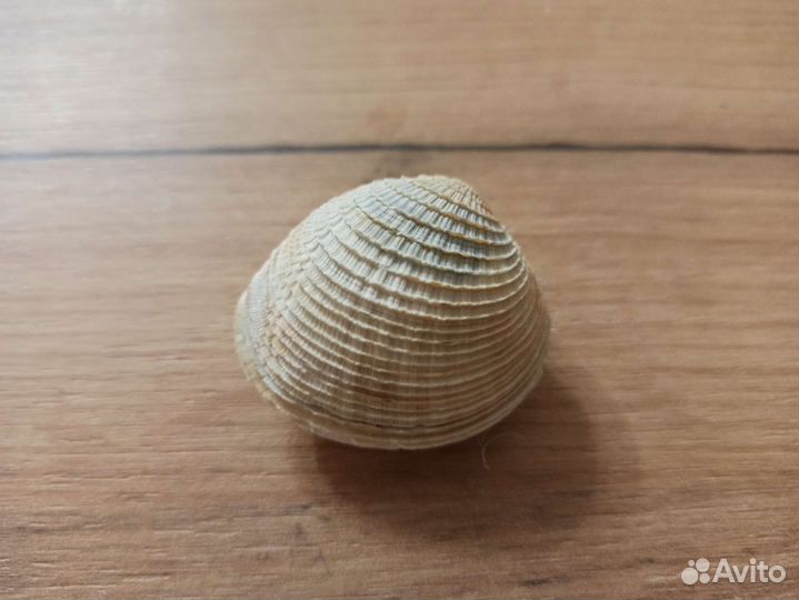 Морская раковина