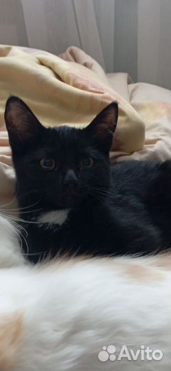 Котенок
