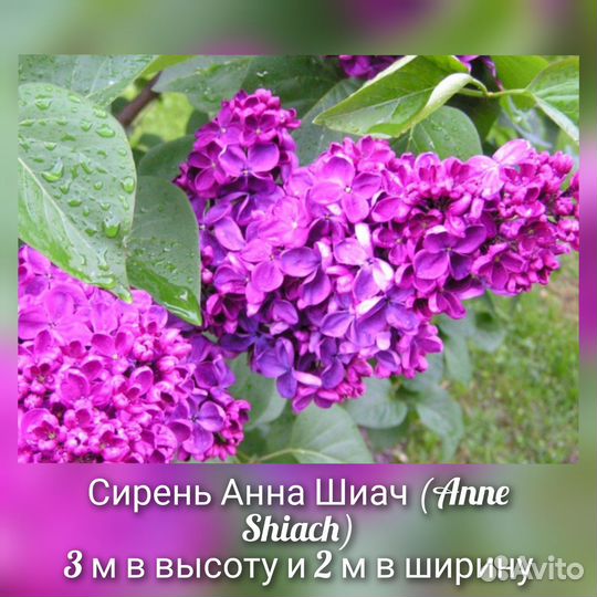 Сирень сортовая