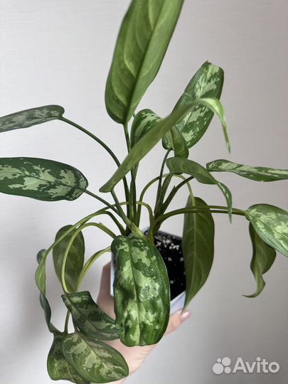 Аглаонема Мария