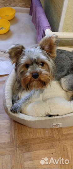 Йоркширский терьер