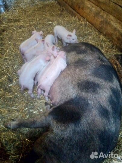 Поросенок помесь