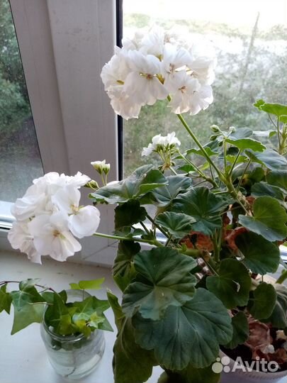 Продам цветы комнатные