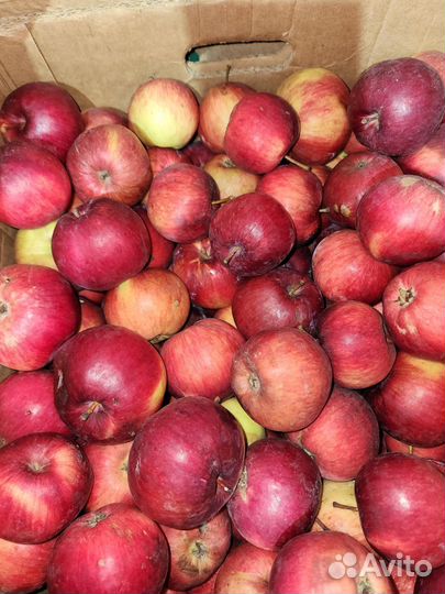 Яблоки Лобо, Антоновка, Мартовское из Мичуринска