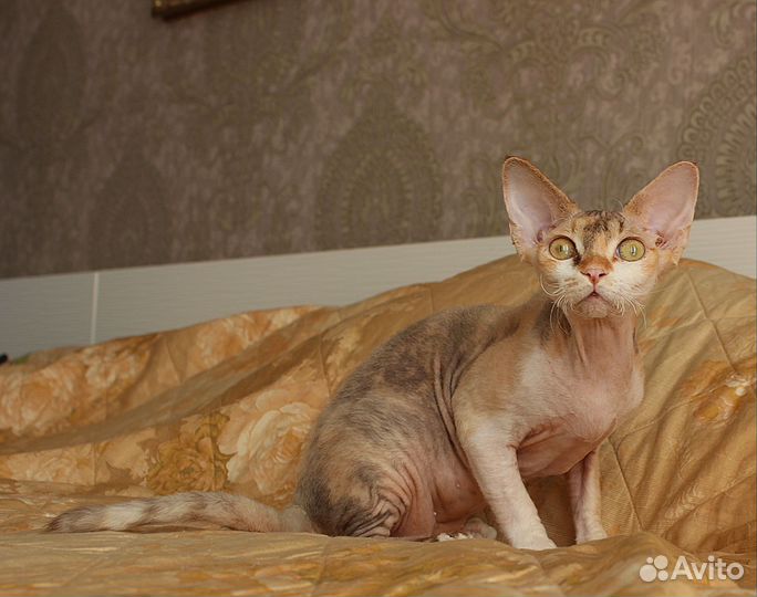 Котята девон-рекс