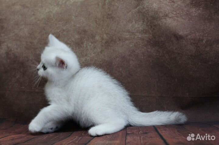 Шотландский Малыш