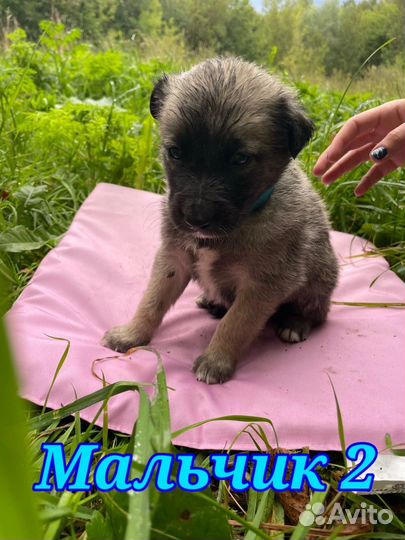 Щенки в добрые руки