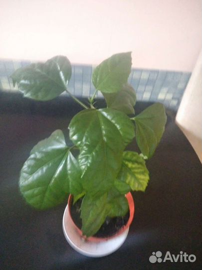 Гибискус китайская роза