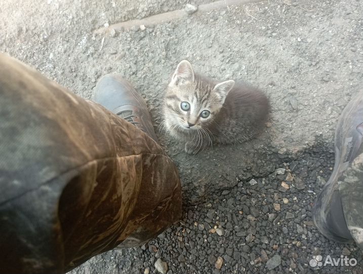 Домашние животные котята