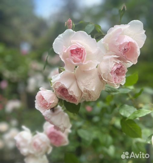 Английские розы собственно корневые саженцы