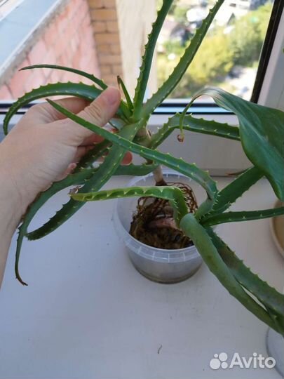 Комнатные цветы алоэ