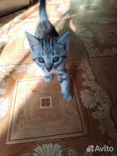 Кошечка в добрые руки
