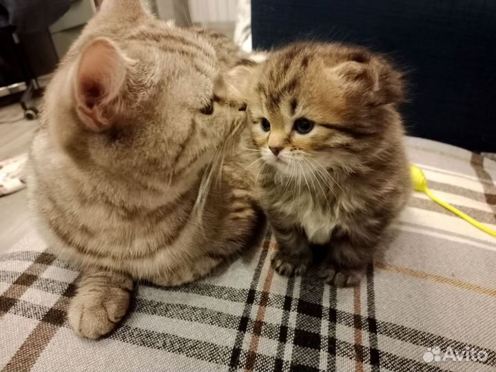 Шотландские мальчики