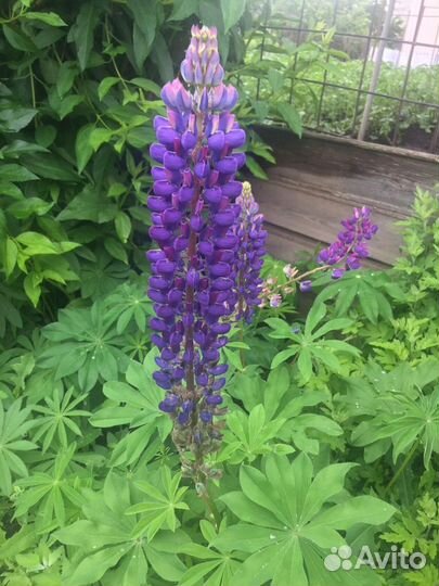 Цветы многолетники