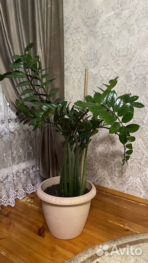 Замиокулькас